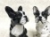 Статуэтка собака Французский бульдог белый  Ceramiche Boxer Италия арт. 194-2-10